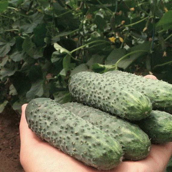 4097 F1 семена огурца Seminis цена