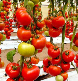 Томат Бэлла Роса F1