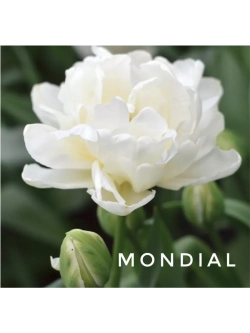 Тюльпаны пионовидные ,луковицы сорт MONDIAL (4 штуки)