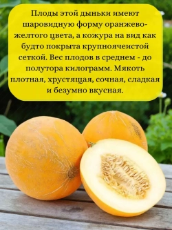 Семена Дыня Колхозница 749/753 5 гр