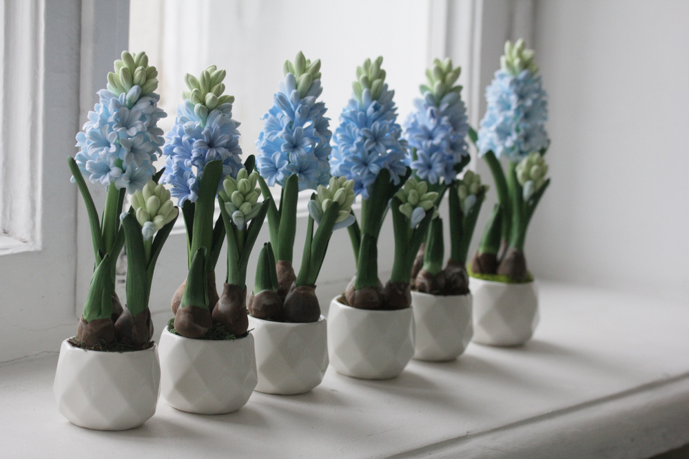 Гиацинт в подарок к празднику