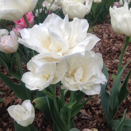 Тюльпан Мондиаль махровый