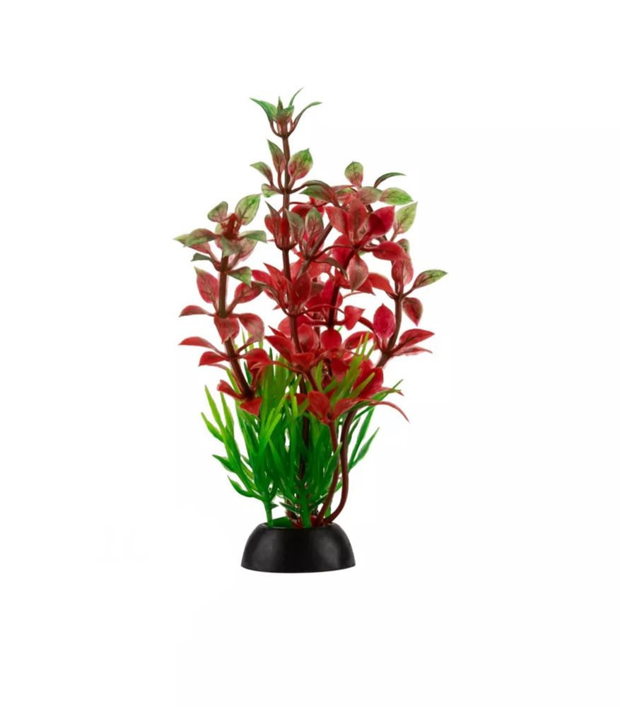 Растение зеленое с красными листьями 4*10см