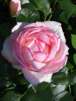 Роза грандифлора Оноре де Бальзак