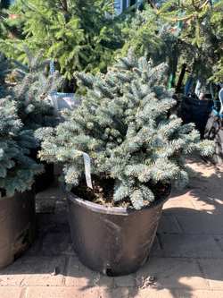Ель колючая 'Glauca Globosa'