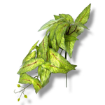 Сингониум голден 45 см.