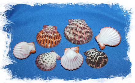 Ракушки морского гребешка Глорипаллиум паллиум, створки, 3-6см, 100гр, 12шт