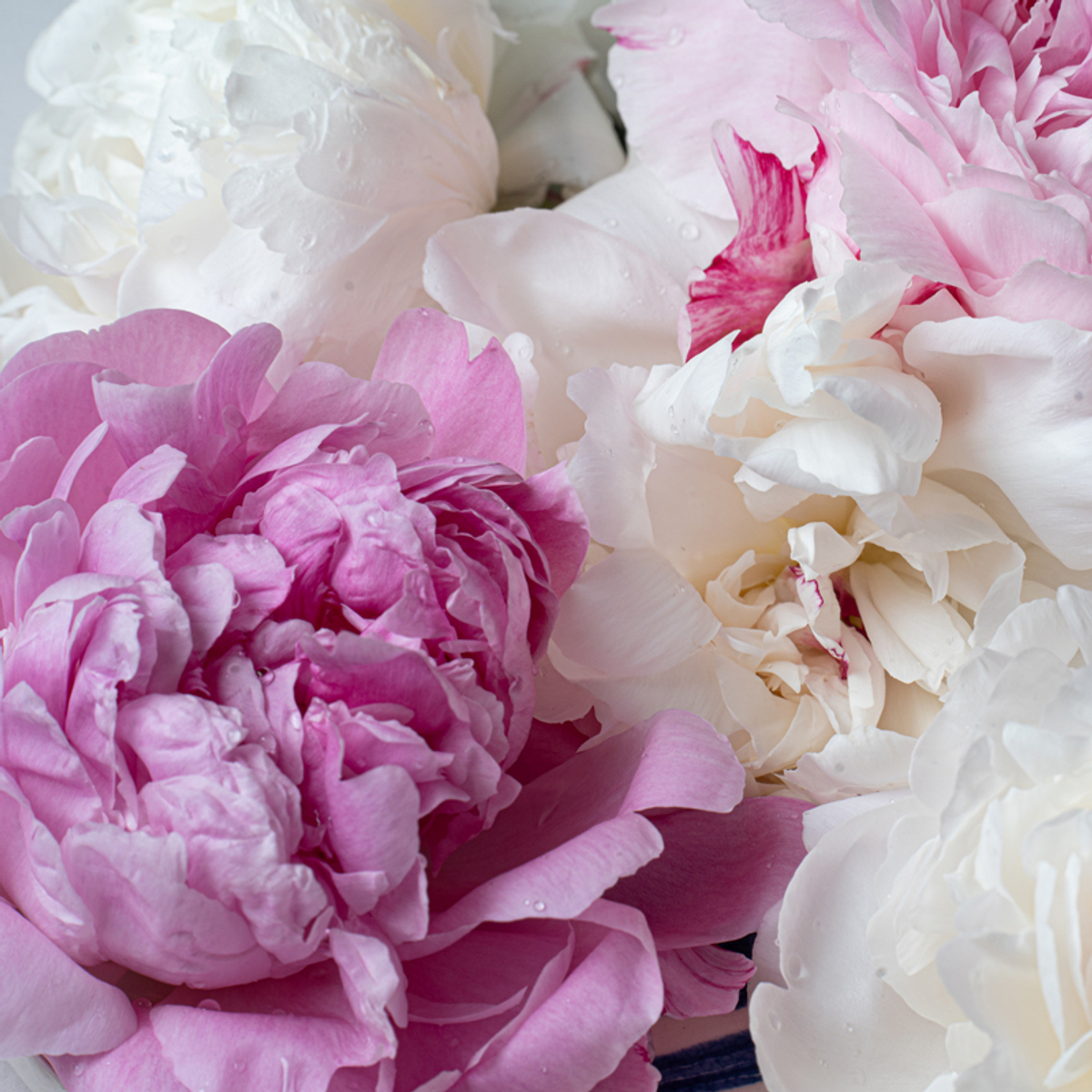 ♛ Охапка ароматных пионов Феи — h ~ 40 см