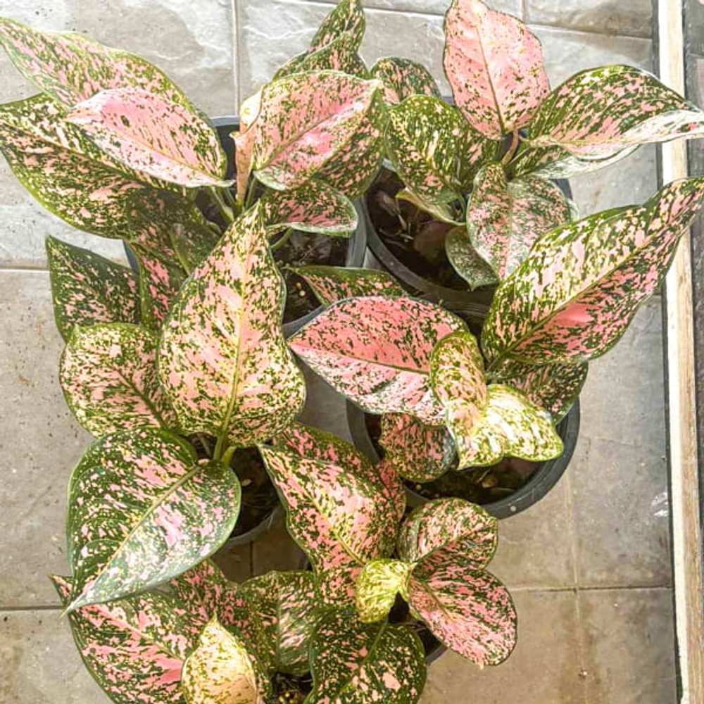 Аглаонема AMATIS