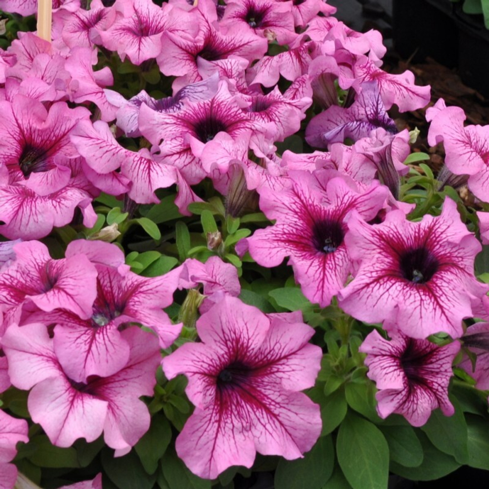 Петуния грандифлора Лимбо Джи Пи Орхид Вейнед (1000др) Витагрин Профи