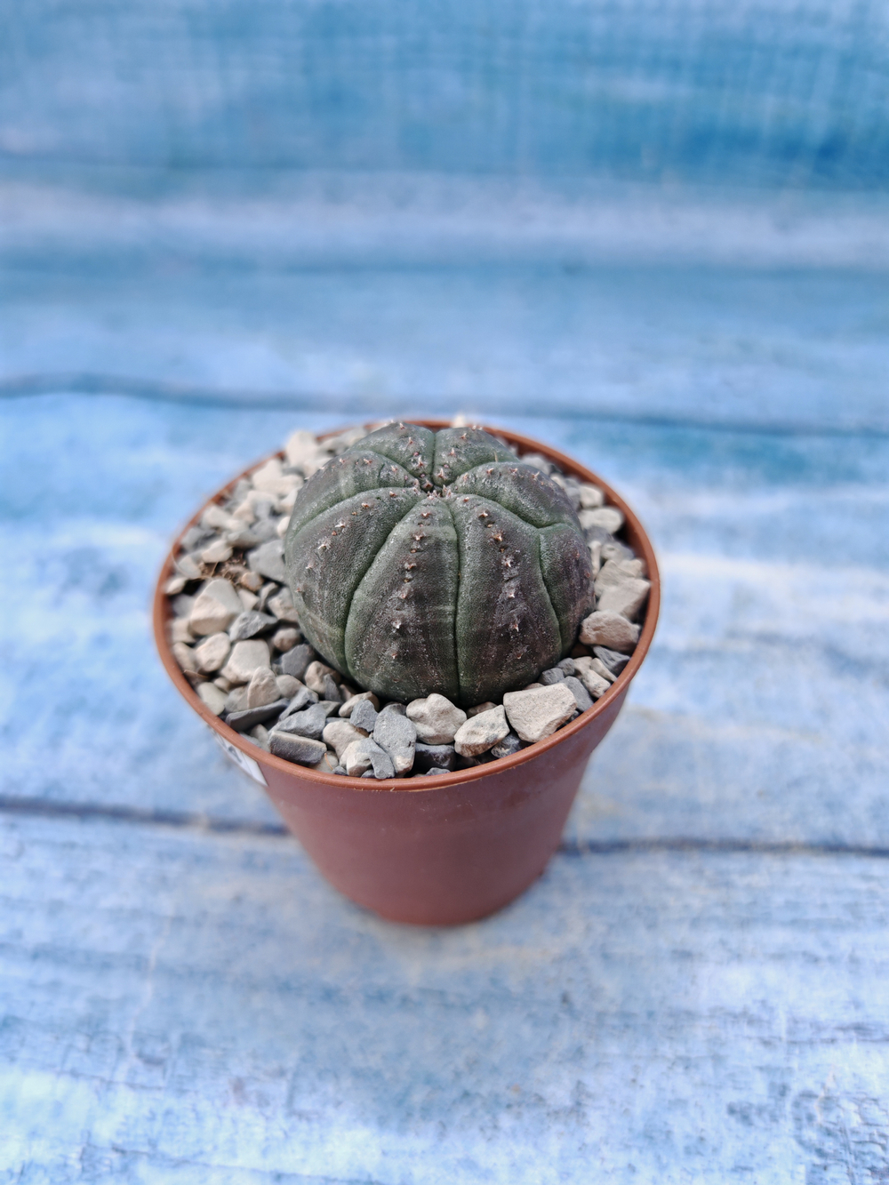 Euphorbia Obesa (Эуфорбия)