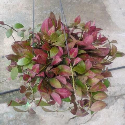 Хойя SIPITANGENSIS