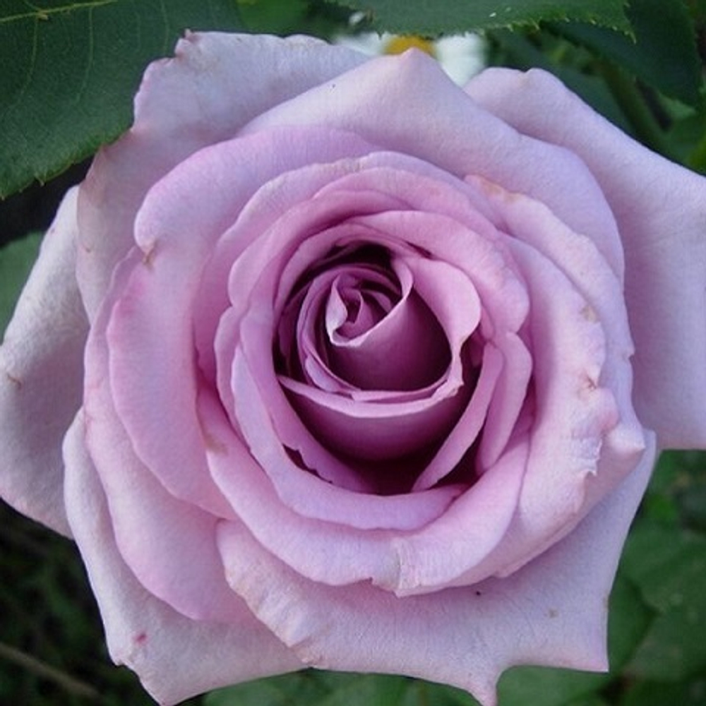 Роза плетистая Indigoletta