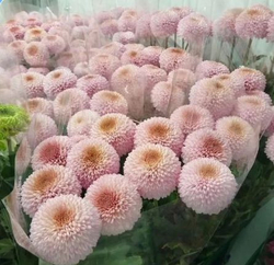 Хризантема одноголовая "Момоко"
