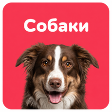 Собаки