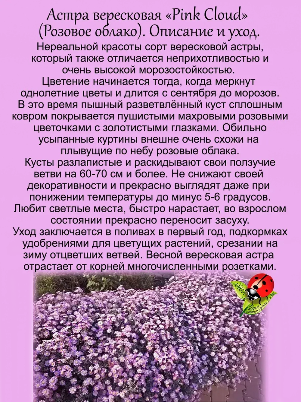 Астра вересковая взрослое растение Розовое облако