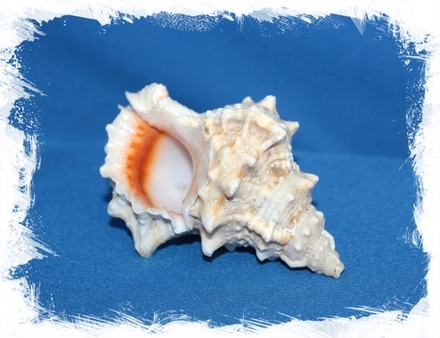 Морская ракушка Бурса Лиссостома, 8-12см, 1шт