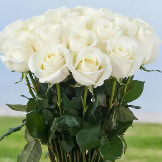 Athena, белая роза премиум-класса с плантации Baraka Roses, Эквадор