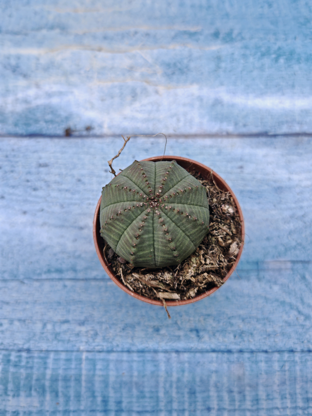 Euphoria Obesa (Эуфорбия)