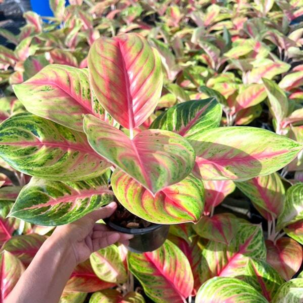 Аглаонема DOUNG HENG