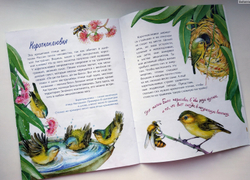 Птички-невелички. Кто на свете меньше всех?