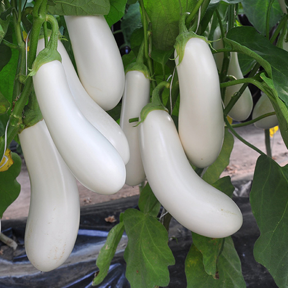 АРЕТУССА F1 семена баклажана (Rijk Zwaan | Alexagro) – фото 2