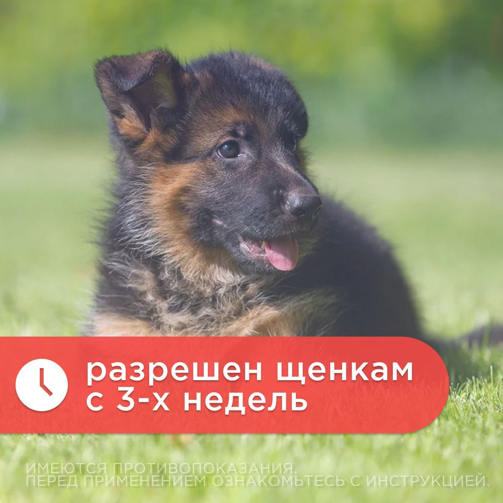 Таблетки против гельминтов АВЗ ДИРОНЕТ 1000 для собак крупных пород, 6 таблеток