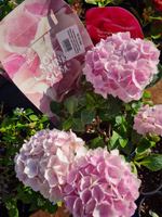 Soft Pink Salsa/ Софт Пинк Сальса (Стандарт поставки Р9)2025г