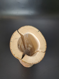 Бивень мамонта для коллекции и поделок