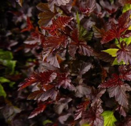 Пузыреплодник калинолистный С35 60-80