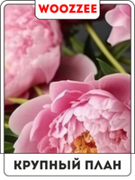 Набор постеров "Открытость пиона" 3шт.