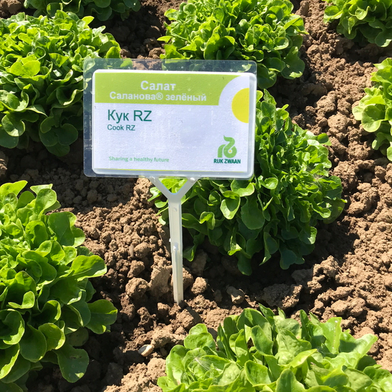 Кук семена салата дуболистного (Rijk Zwaan / ALEXAGRO) культура – фото 3