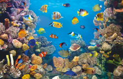 Коллекция Подводный мир