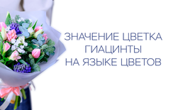 Значение цветка гиацинты на языке цветов