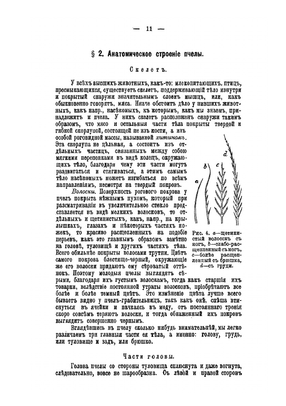 Промышленное пчеловодство основанное на науке и многостороннем опыте. Часть 1. Природа пчел | Т. Цесельский