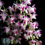 Орхидея эридес AER QUINQUEVULNERA CANAYALA X COOTESII