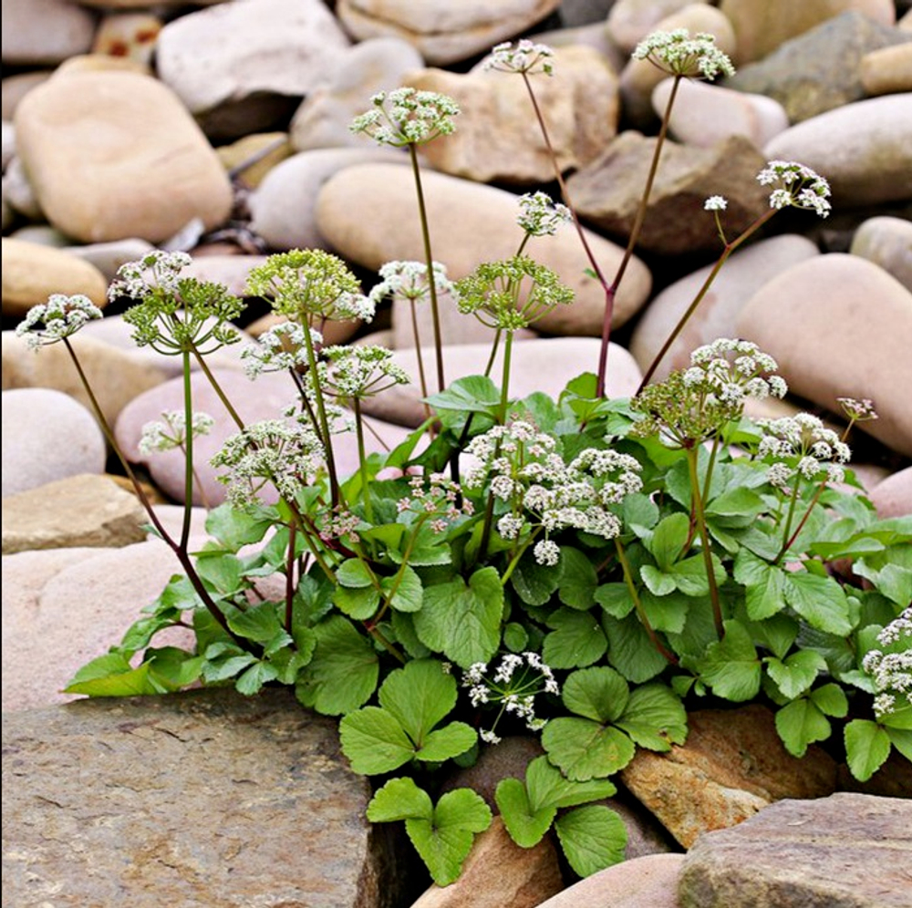 Лигустикум шотландский. Ligusticum scothicum.