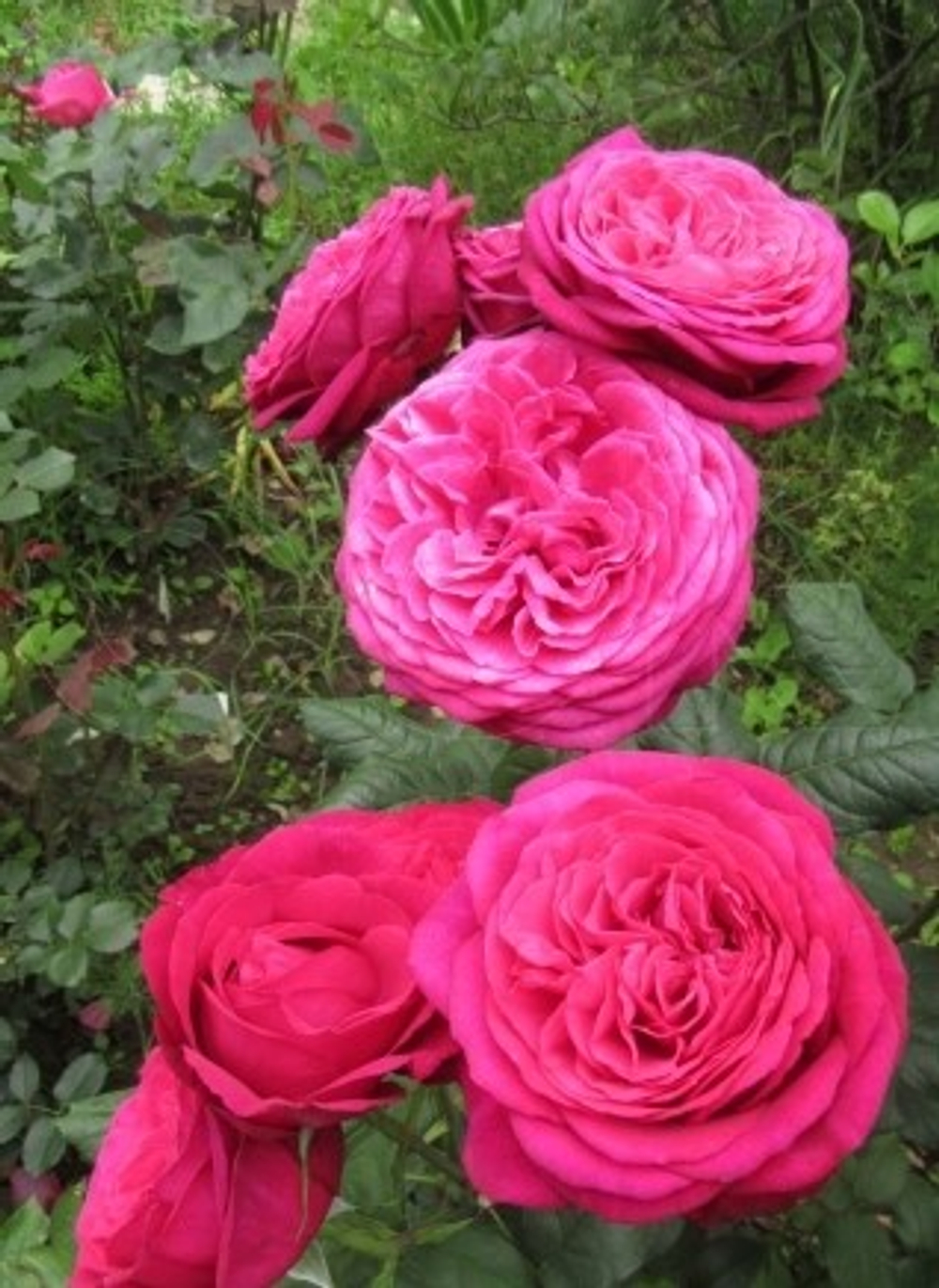 Роза Иоганн Вольфганг фон Гете (ч.-гибрид) 