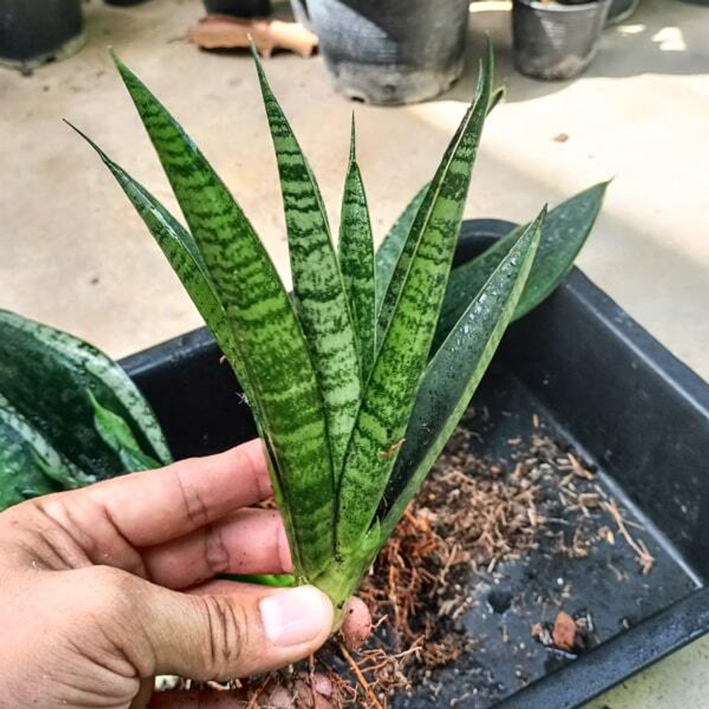 Сансевиерия CHAIYO