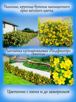Лапчатка Голдфингер кустарниковая многолетняя