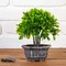 Бонсай в горшке &quot;Листья фикуса&quot; 11х21 см