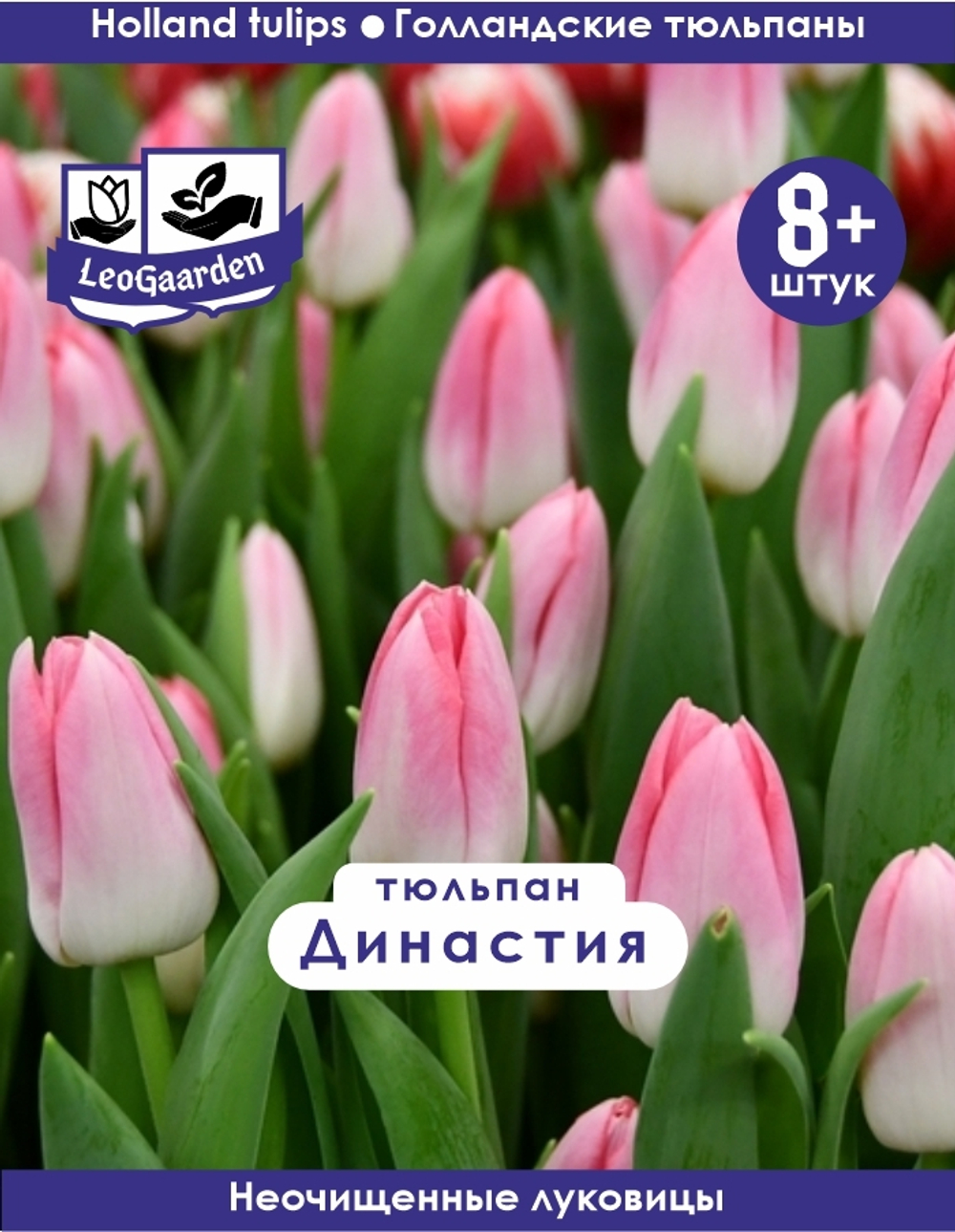 Тюльпан Луковица, Династия 8+ шт