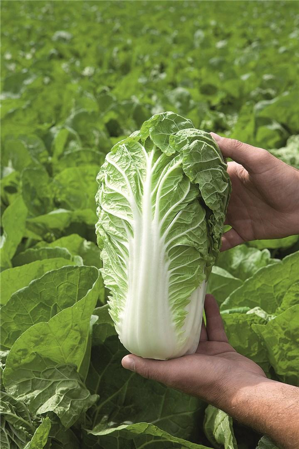 Маноко F1 семена капусты пекинской (Bejo / Бейо)