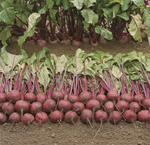 Пабло F1 семена свеклы (Bejo / Бейо)