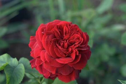 Эл Ди Брейтуэйт (Leonard Dudley Braithwaite)