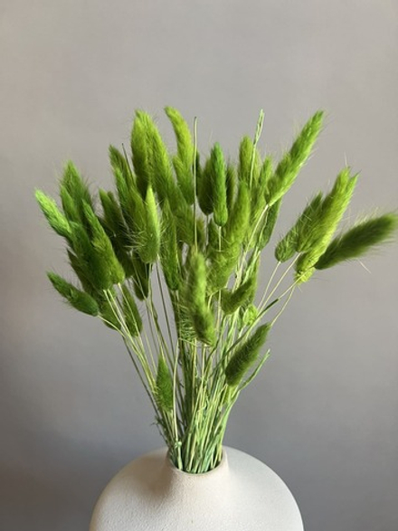 Лагурус зеленый