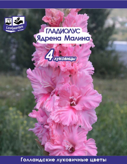 Гладиолус Луковица, Ядрена Малина, 4 шт