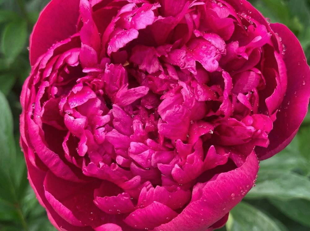 Пион травянистый «Виктори де ла Марн» (Victoire de la Marne)