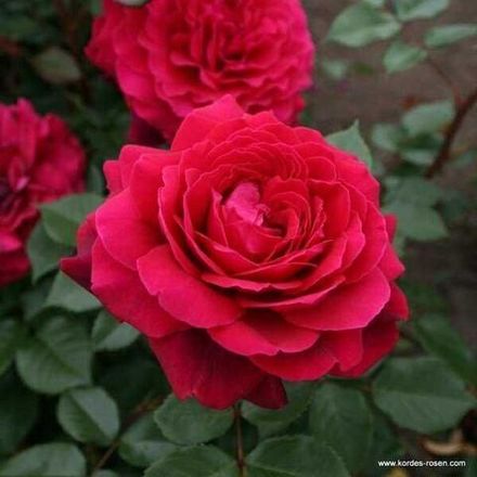 Бельвью (Bellevue)