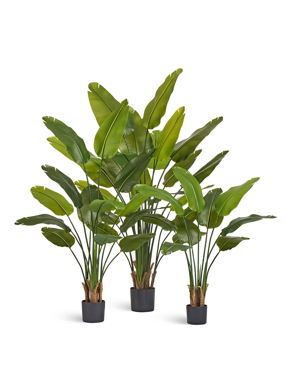 Стрелиция New Style зелёная в-180 см (20 листов) (Sensitive Botanic) UV-защитой 2/2 10.072436N/UVG